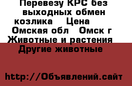 Перевезу КРС без выходных обмен козлика  › Цена ­ 15 - Омская обл., Омск г. Животные и растения » Другие животные   